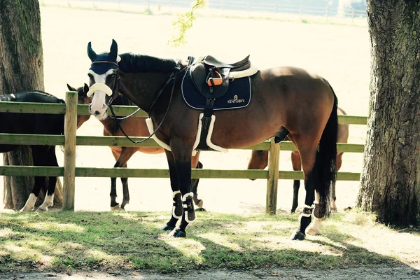 Kentucky Horsewear Lambskin Cleat Belt