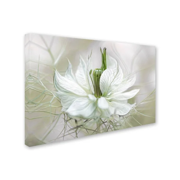 Trademark Fine Art 1X03389-C2232Gg Mandy Disher 'Nigella' Canvas Art - 2