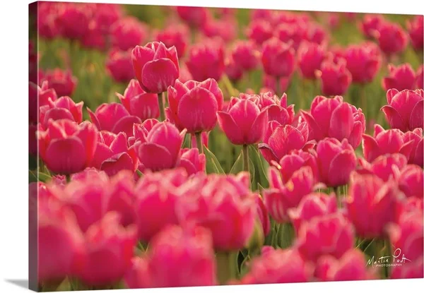 Pretty Pink Tulips - Canvas Wall Art, 30x20, Great Big Canvas