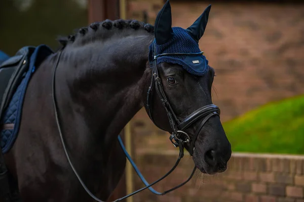 Equestrian Stockholm Earnet Navy-Silver