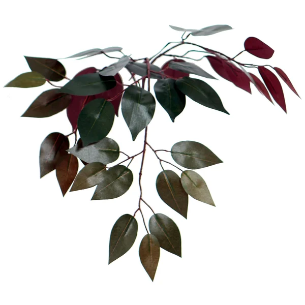 Vickerman TXX0340-06 4& Capensia Extra Full