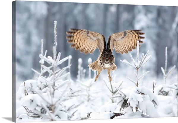 Eurasian Eagle-Owl - Canvas Wall Art, 36x24, Great Big Canvas