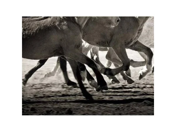 Tangletown Fine Art Off to The Races by Lisa Cueman Photographic Print on Wrapped Canvas