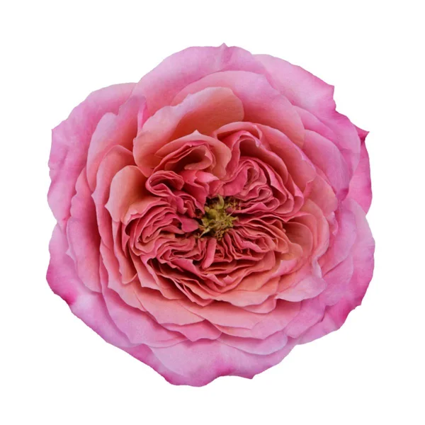 Miyabi Garden Rose - 36 Stems