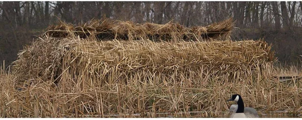 Avery RealGrass - Natural