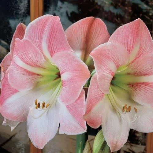 Galaxy Amaryllis Apple Blossom, Bag of 3 Bulbs, Hippeastrum &Apple Blossom&, Zone 3-10, Pink, White, 18 - 20 Inches, Full