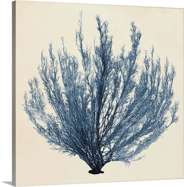 Coastal Seaweed III - Canvas Wall Art, 16x16, Great Big Canvas