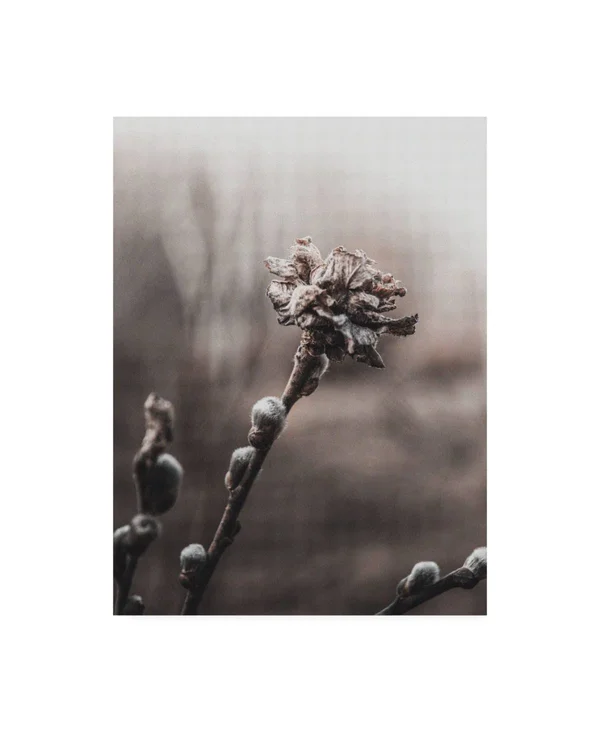Trademark Fine Art Ic01791-C2432Gg Incado 'Spring Plants' Canvas Art - 2