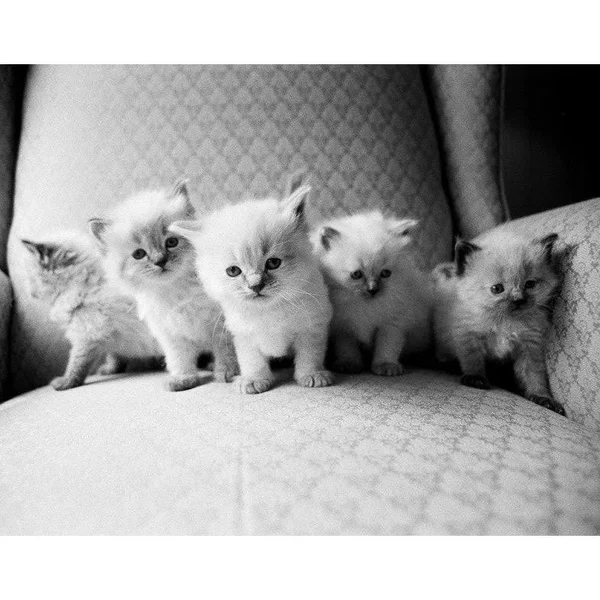 Easy Art Prints Kim Levin's 'Five Kittens' Premium Canvas Art - 11 x 14 - Modern Black Frame
