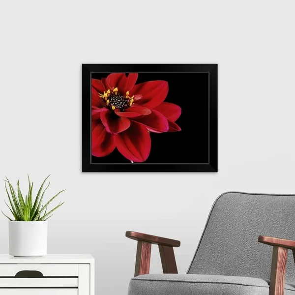 Red Flower on Black 02, Black Framed Wall Art, 20x16, Great Big Canvas
