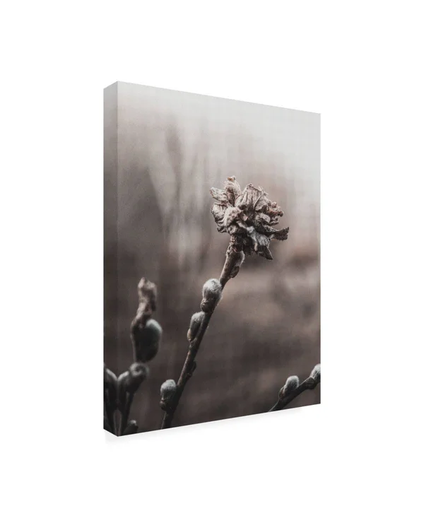 Trademark Fine Art Ic01791-C2432Gg Incado 'Spring Plants' Canvas Art - 2