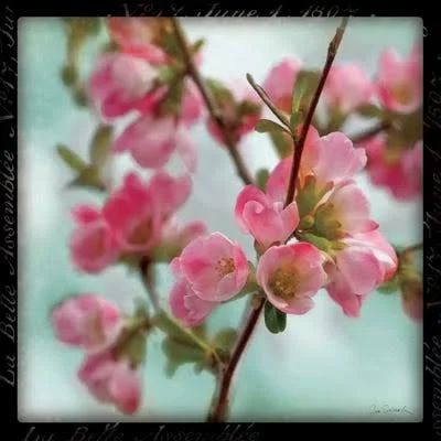 Framed Poster Prints - Quince Blossoms II by Sue Schlabach ( Seasons > Spring art)
