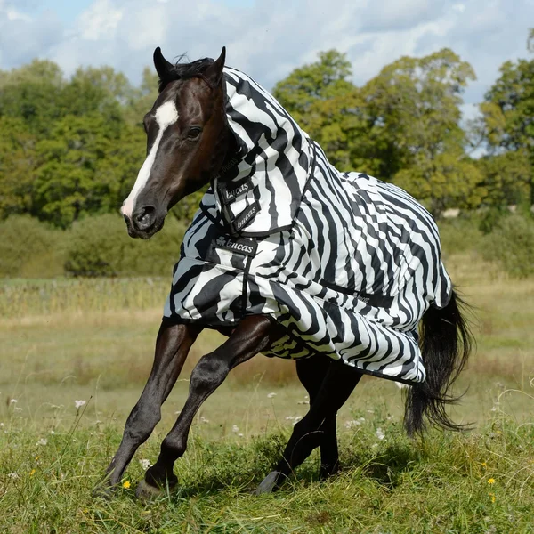Bucas Sweet Itch Zebra Full Neck Sheet
