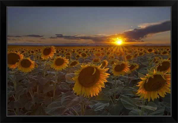 Beautiful Sunflower Field at Sunset in Rural Colorado. - Black Framed Wall Art, 36x24, Great Big Canvas