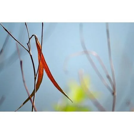 Red and Green by The River Poster Print by Ulpi Gonzalez