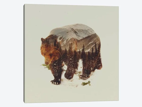 Andreas Lie Paintings Canvas Art Prints - Bear I ( Animal Art > Wildlife > Bears art)