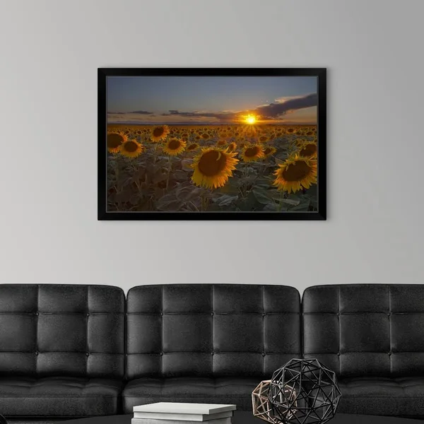 Beautiful Sunflower Field at Sunset in Rural Colorado. - Black Framed Wall Art, 36x24, Great Big Canvas