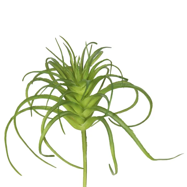 Vickerman 5x22 Plastic Grass-Frosted Green 6/Bag