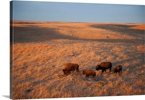 A Herd of Bison Roam on A Ranch - Canvas Wall Art, 30x20, Great Big Canvas