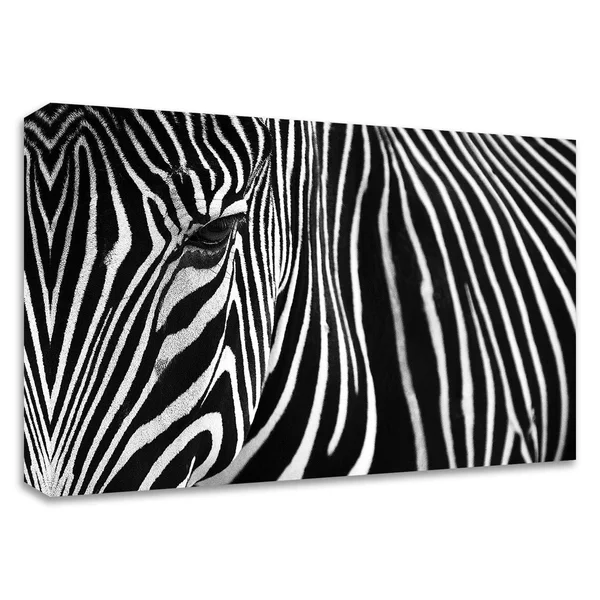 24x22 x 36x22 Zebra in Lisbon Zoo by Andy Mumford Print on Canvas