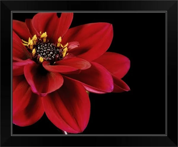 Red Flower on Black 02, Black Framed Wall Art, 20x16, Great Big Canvas