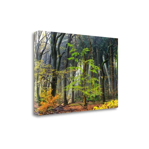 Tangletown Fine Art 'Colors of The Forest IV' Photographic Print on Canvas - Orange