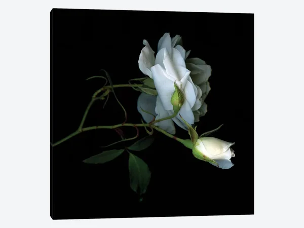 Magda Indigo Large Canvas Prints - Rose White I ( Floral & Botanical > Flowers > Roses art)