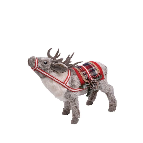 Gallerie II Lapland Reindeer