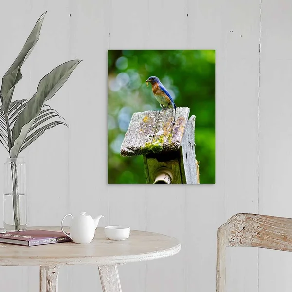 North America, USA, Minnesota, Mendota Heights, Eastern Bluebird, Canvas Wall Art, 16x20, Great Big Canvas