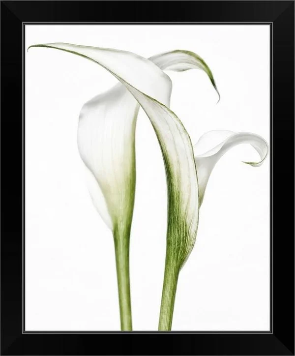 Calla Lily Pair - Black Framed Wall Art, 16x20, Great Big Canvas