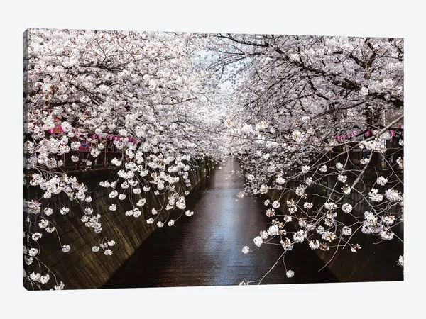 iCanvas Cherry Blossom Season, Tokyo, Japan Art by Matteo Colombo Canvas Art Wall Decor ( Floral & Botanical > Flowers u