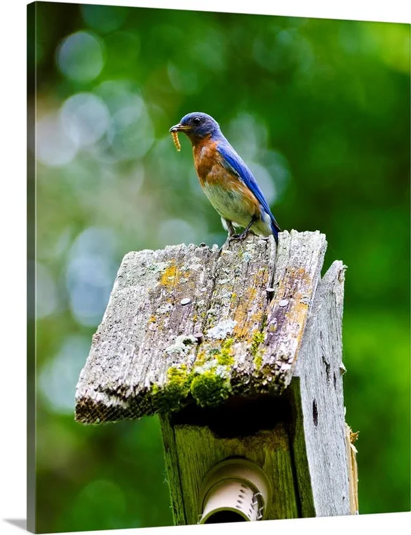 North America, USA, Minnesota, Mendota Heights, Eastern Bluebird, Canvas Wall Art, 16x20, Great Big Canvas
