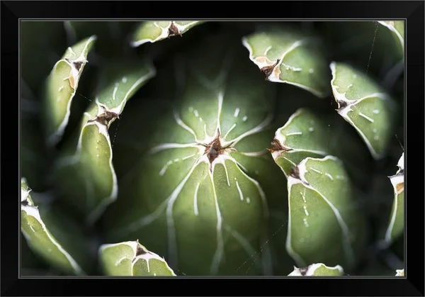 Photo Nature - Queen Victoria Agave, Black Framed Wall Art, 30x20, Great Big Canvas