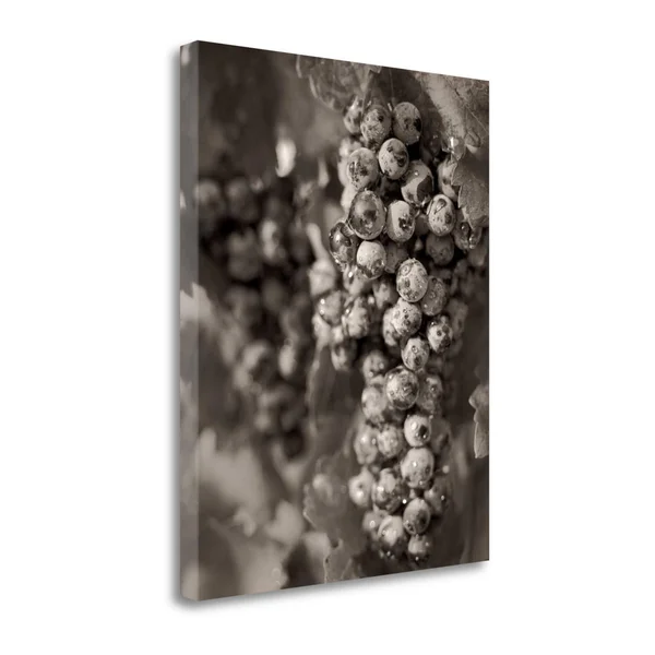 27x22 x 21x22 Grapes - 24 by Alan Blaustein Fine Art Giclee Print