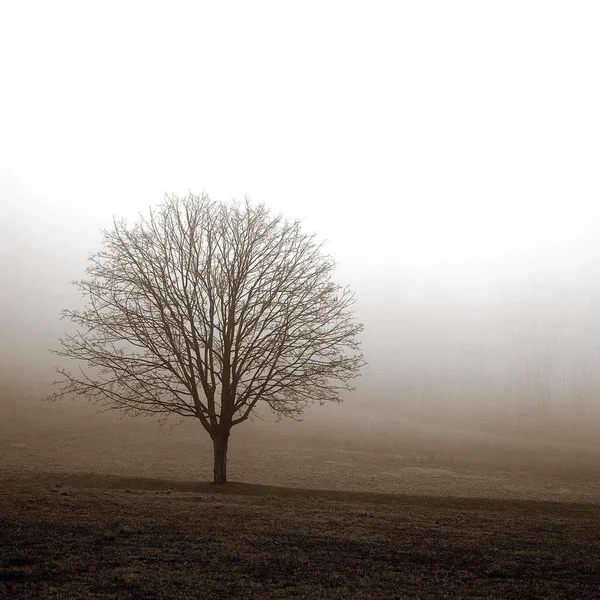 Easy Art Prints PhotoINC Studio's 'Tree in Mist 1' Premium Canvas Art - 12 x 12 - Brazilian Barnwood Frame