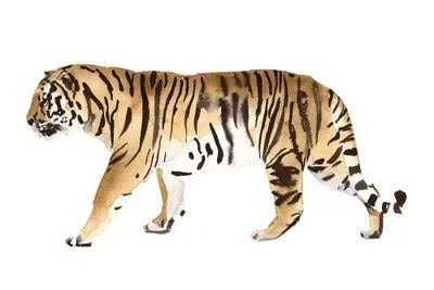 Victoria Borges Large 3-Piece Canvas Print - Watercolor Tiger III ( Animal Art > wildlife > Wild Cats > Tigers art)