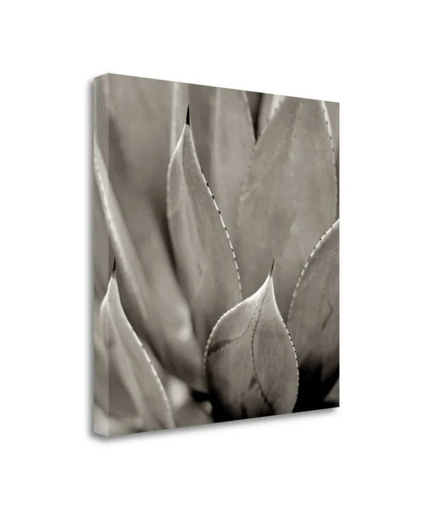 20x22 x 20x22 Florison - 49 by Alan Blaustein Fine Art Giclee Print