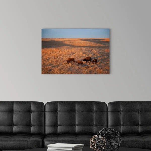 A Herd of Bison Roam on A Ranch - Canvas Wall Art, 30x20, Great Big Canvas