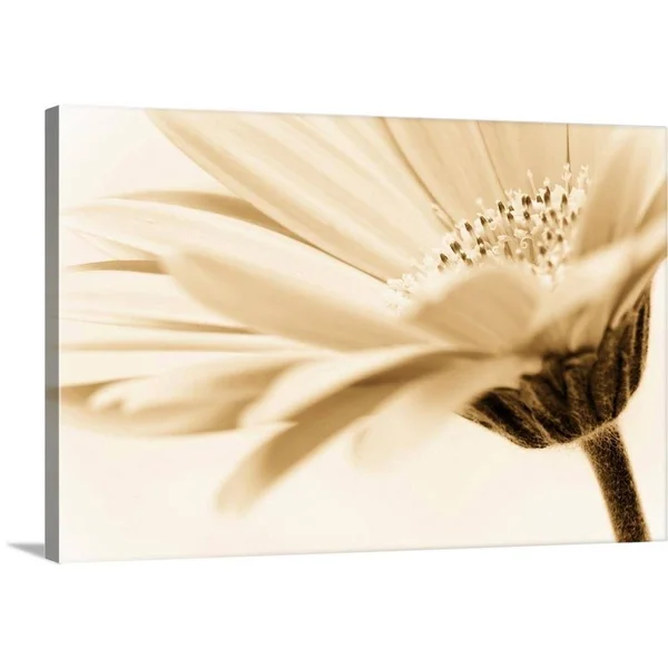 GreatBigCanvas Daisy by PhotoINC Studio Canva 20-in H x 30-in W Abstract Print on Canvas - 2529476-24-30X20