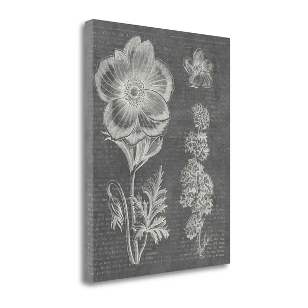 Tangletown Fine Art Eden Spring I Gray by Wild Apple Portfolio - Giclee Print, 26x22X32x22