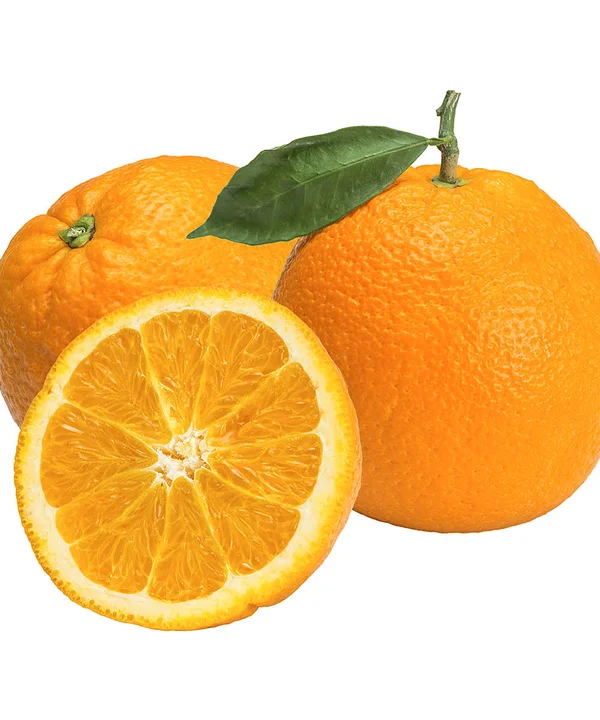 Van Zyverden Orange Citrus Tree - Valencia - 1 Plant