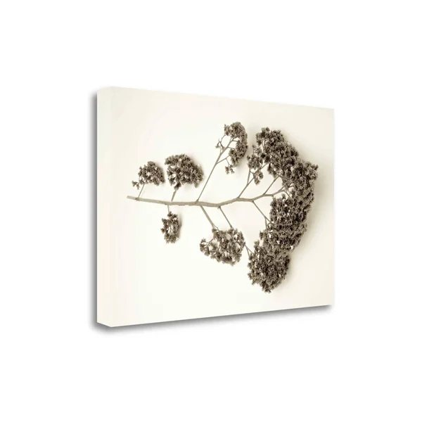 Tangletown Fine Art Garden Bloom - 21x22 by Alan Blaustein, Giclee Print on Wrap Canvas, 28x19x22