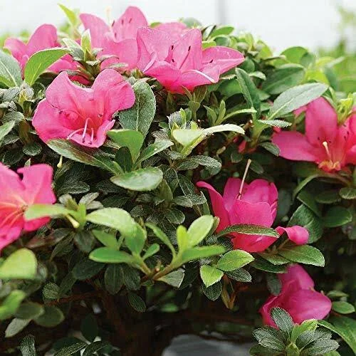 Brussel&s Bonsai Live Satsuki Azalea Outdoor Bonsai Tree in Zen Reflections Pot
