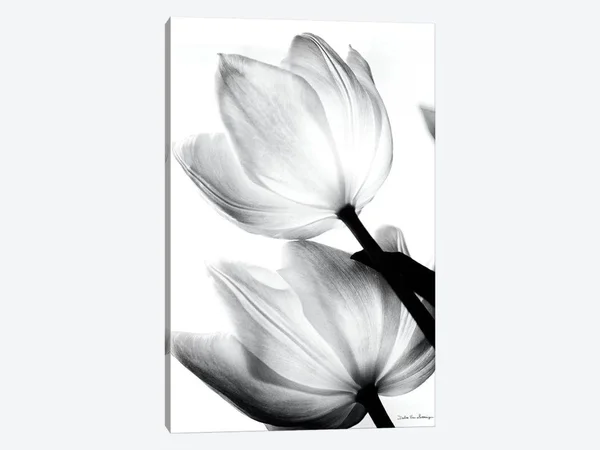 Debra Van Swearingen Canvas Prints - Translucent Tulips II ( Floral & Botanical > Flowers > Tulips art)
