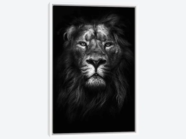 Framed Canvas Art (White Floating Frame) - King of Kings by Design Fabrikken ( Animal Art > Wildlife > Wild Cats > L