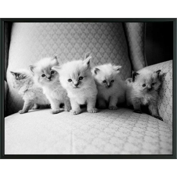 Easy Art Prints Kim Levin's 'Five Kittens' Premium Canvas Art - 11 x 14 - Modern Black Frame