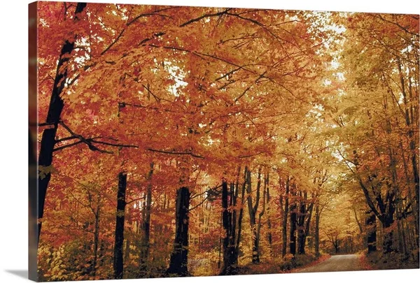 Footpath Through Autumn Forest - Large Solid-Faced Canvas Wall Art Print, Great Big Canvas