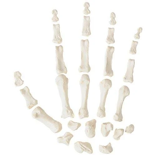 Axis Scientific Complete Disarticulated Human Skeleton Bundle - Includes 3 Part Human Skull, Life Size Bones, Articulated Hand an