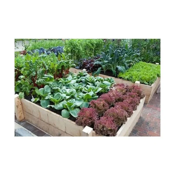 15, 000 Non GMO Heirloom Vegetable Seeds Survival Garden 32 Variety Pack by Open Seed