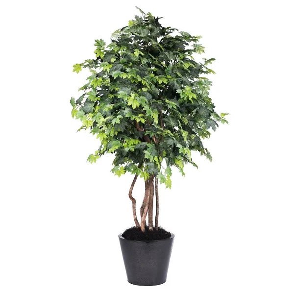 6.5& Green Maple Deluxe - Vickerman